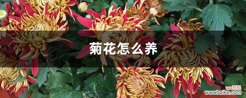 菊花怎么养