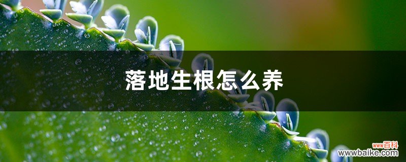 落地生根怎么养