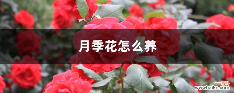 月季花怎么养