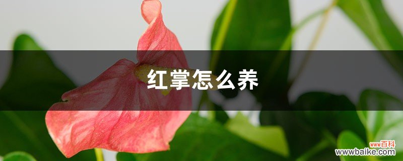 红掌怎么养