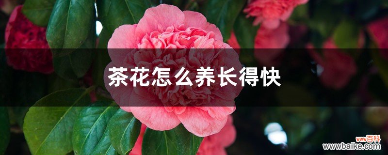 茶花怎么养长得快