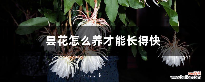 昙花怎么养才能长得快