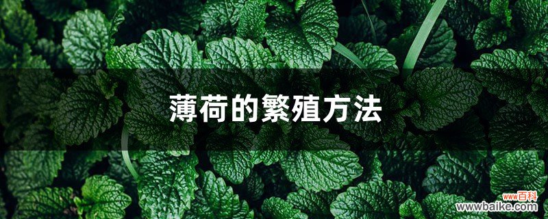 薄荷的繁殖方法