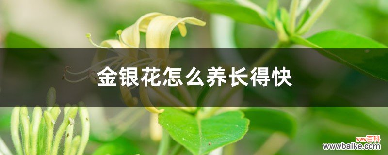 金银花怎么养长得快