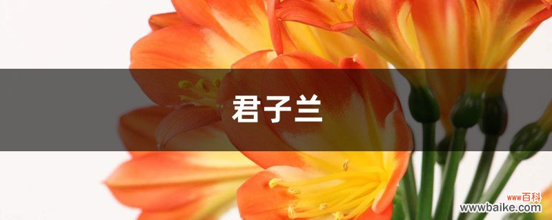 君子兰铁线莲…这么贵你还买？随手掰一下，立马1盆变10盆！