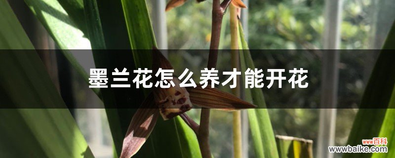 墨兰花怎么养才能开花