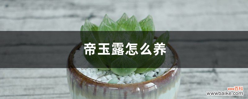 帝玉露怎么养