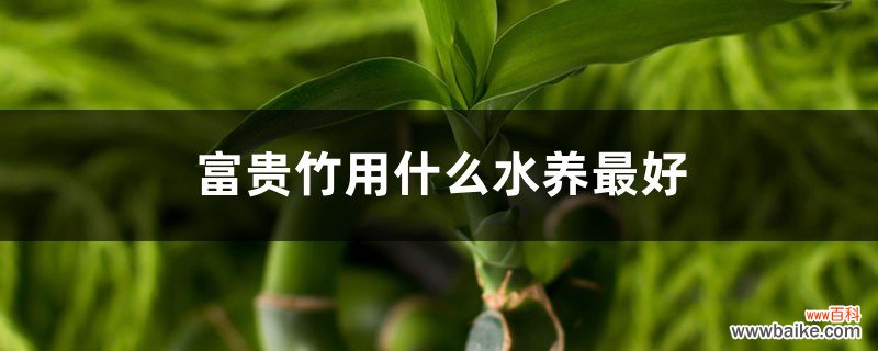 富贵竹用什么水养最好