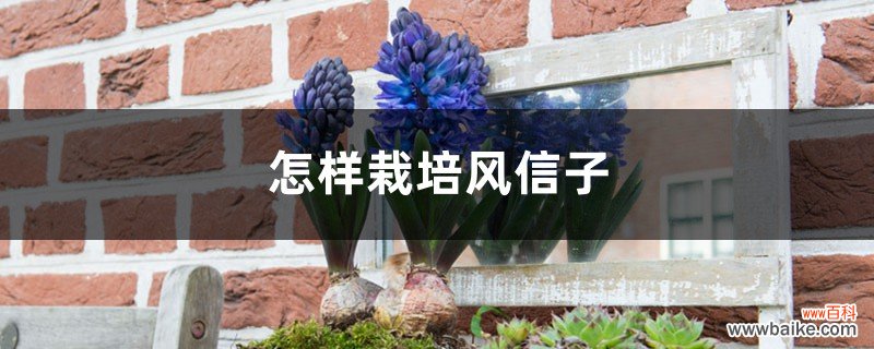 怎样栽培风信子