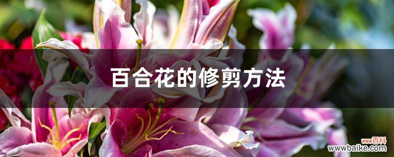 百合花的修剪方法