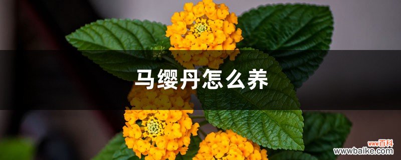 马缨丹怎么养