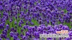 紫罗兰怎么养开花多