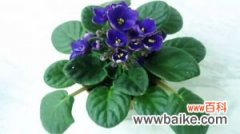 紫罗兰小盆栽的种植方法