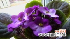 盆栽紫罗兰怎么养殖