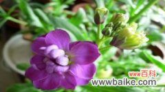 紫罗兰盆栽如何爆盆