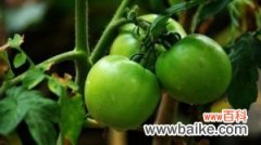 如何在阳台种植西红柿