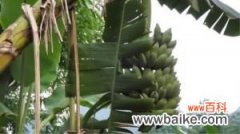芭蕉树怎么养