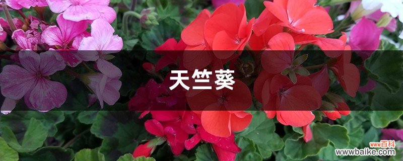 这8种天竺葵，夏天竟然疯狂开花，40度高温都不死！