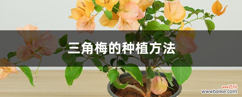 三角梅的种植方法