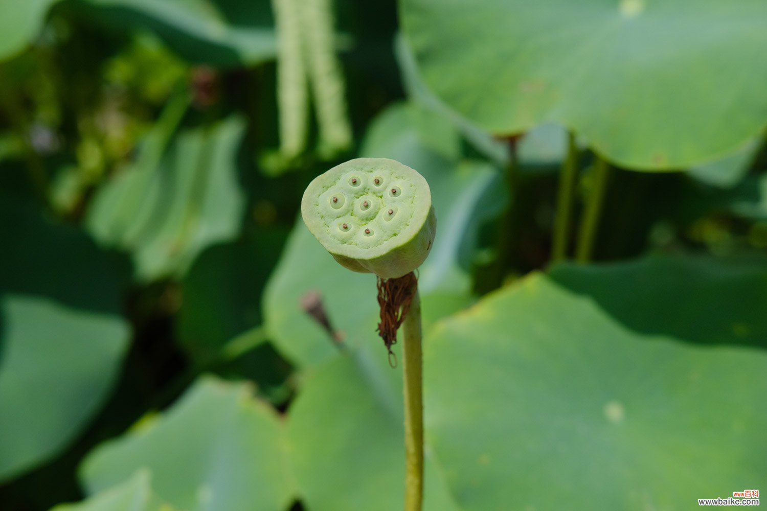 荷花缸里适合养什么鱼