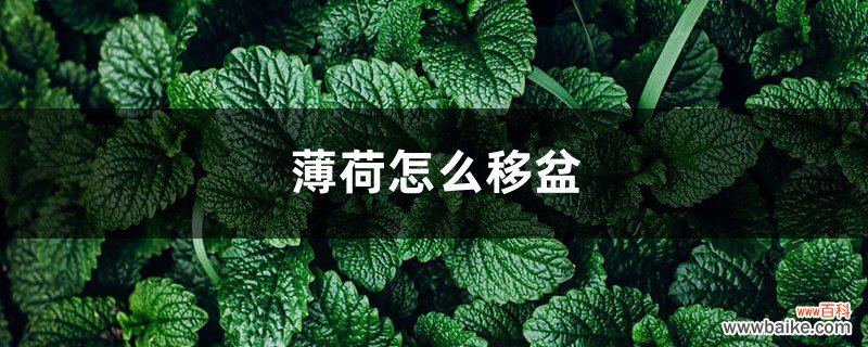 薄荷怎么移盆