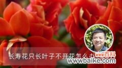 长寿花只长叶子不开花怎么办