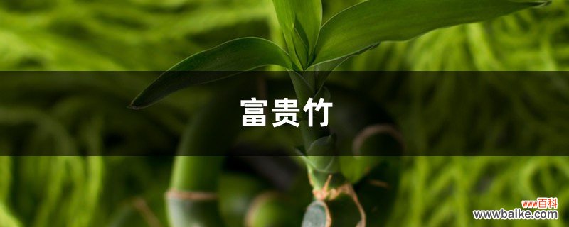 富贵竹最招运的2种造型，5分钟就搞定，简单省钱！