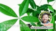 发财树的修剪方法