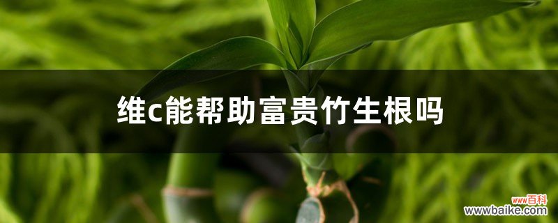 维c能帮助富贵竹生根吗