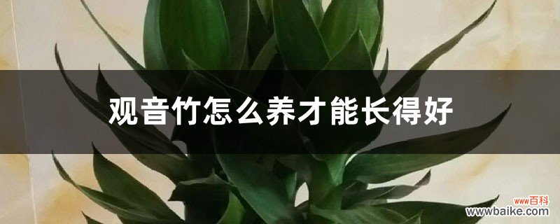 观音竹怎么养才能长得好