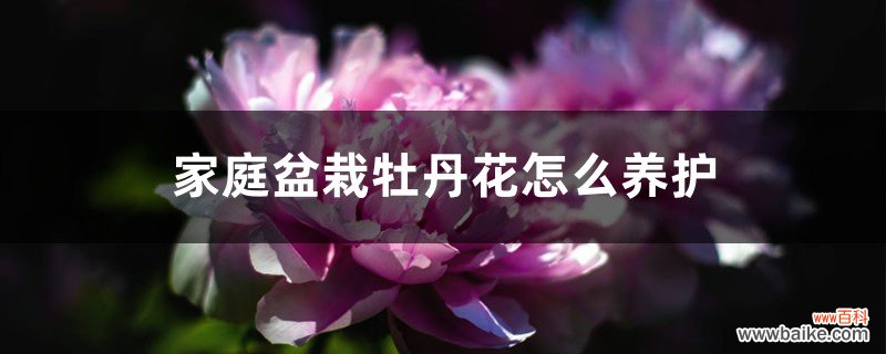 家庭盆栽牡丹花怎么养护