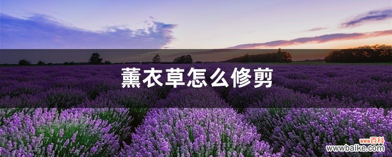 薰衣草怎么修剪