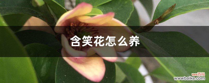 含笑花怎么养