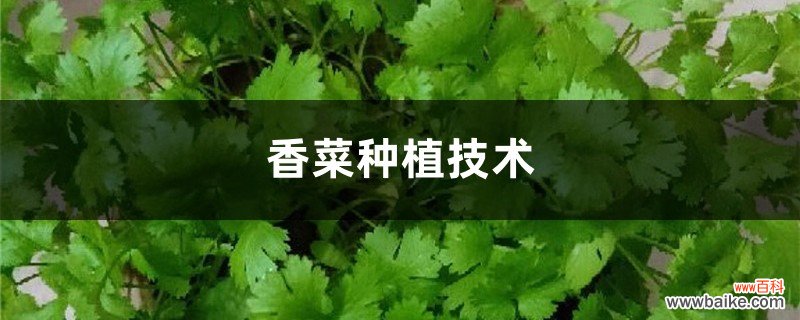 香菜种植技术