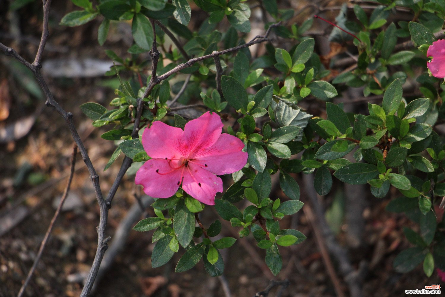 杜鹃花怎么换盆