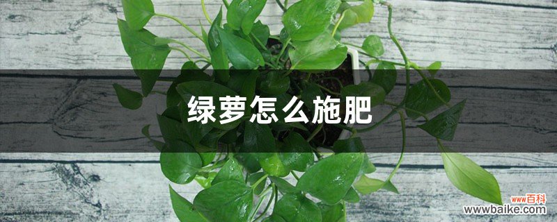 绿萝怎么施肥