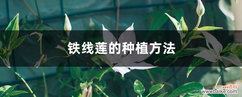 铁线莲的种植方法