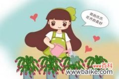 蟹爪兰喝点它，秋天连开100朵，叶子肥得直滴油！