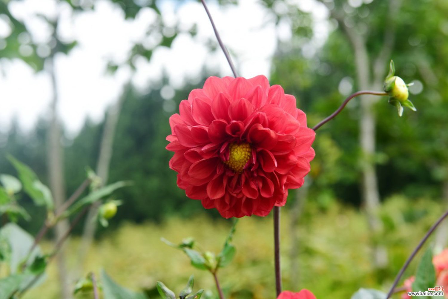 大丽花怎么养护