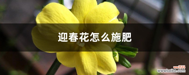 迎春花怎么施肥