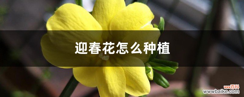 迎春花怎么种植