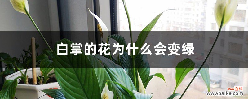 白掌的花为什么会变绿