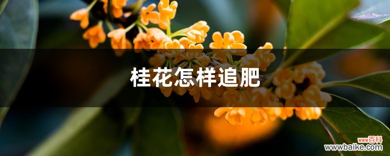 桂花怎样追肥