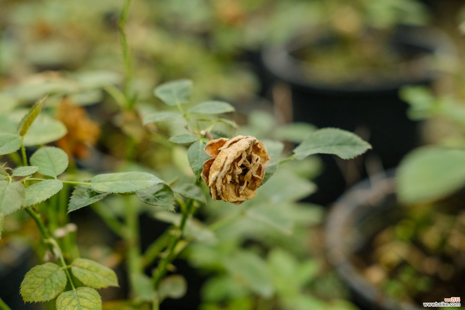 花椒树可以嫁接月季吗