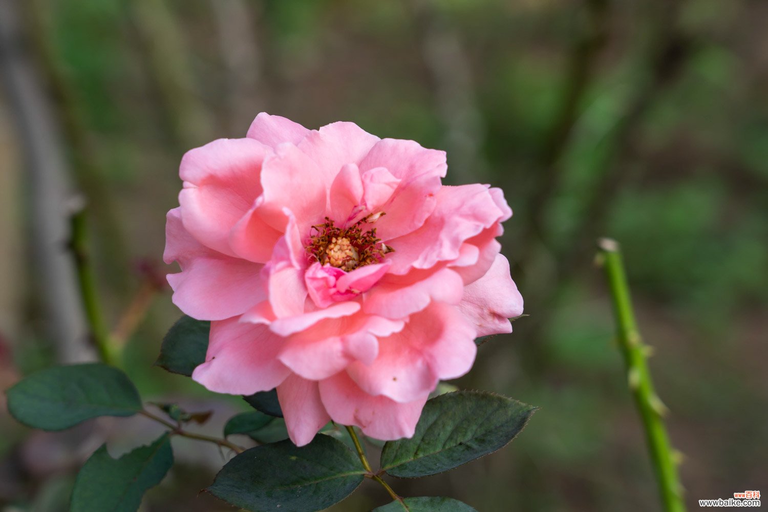 花椒树可以嫁接月季吗