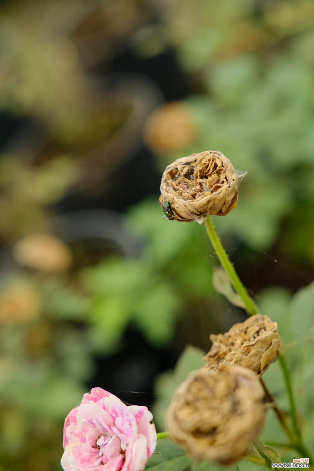 盆栽月季花的养殖方法