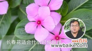 长春花适合什么时候种植