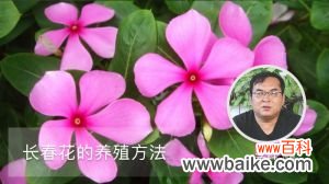 长春花的养殖方法和注意事项