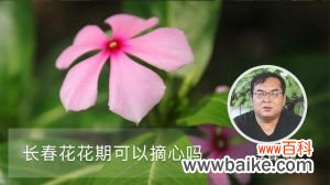 长春花花期可以摘心吗