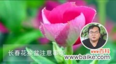 长春花换盆注意事项